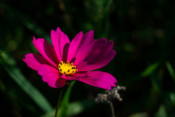 cosmos - fleur