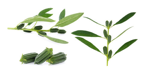 fresh sesame pods isolated on white background