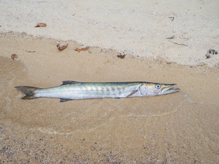 toothy barracuda fish lying on the beach