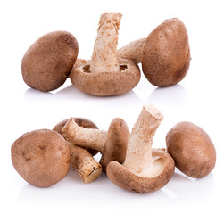 Shiitake mushroom on White background
