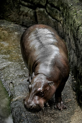 The pygmy hippopotamus (Choeropsis liberiensis or Hexaprotodon liberiensis) is a small hippopotamid which is native to the forests and swamps of West Africa, primarily in Liberia