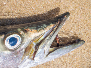 toothy barracuda fish lying on the beach