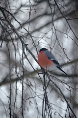Bullfinch in the wild. Winter birds of central Russia