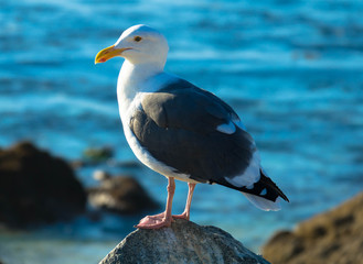 Seagull portrait against sea shore