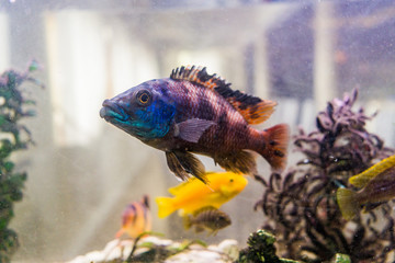 Fototapeta premium fisch