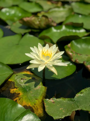 Lotus,Botanical Garden,  China, Fujian, Xiamen