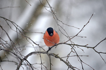 Bullfinch in the wild. Winter birds of central Russia