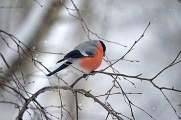 Bullfinch in the wild. Winter birds of central Russia