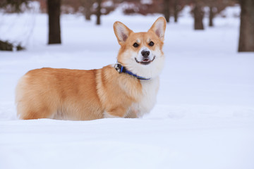Welsh Corgi Pembroke red dog on a walk in the winter in the park