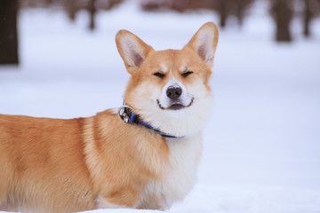Welsh Corgi Pembroke red dog on a walk in the winter in the park
