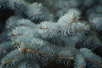 Naklejka na ściany i meble Winter spruce in the forest