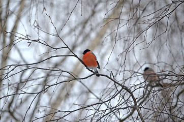 Bullfinch in the wild. Winter birds of central Russia