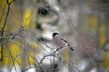 Bullfinch in the wild. Winter birds of central Russia