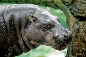 The pygmy hippopotamus (Choeropsis liberiensis or Hexaprotodon liberiensis) is a small hippopotamid...