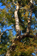 秋の青空を背景にして、葉を茂らせている広葉樹の高木をローアングルで撮影した写真