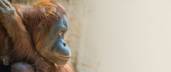 Banner with portrait of depressed Asian orangutan with copy space for text, male, adult, closeup, derails © neurobite