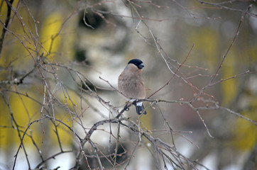 Bullfinch in the wild. Winter birds of central Russia