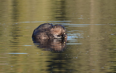 Wild North American Beaver feeding on a plant in late fall in Ontario