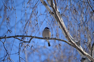 Bullfinch in the wild. Winter birds of central Russia