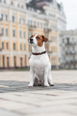 cute red dog jack russell terrier is sitting at the tile in pavement
