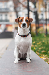 cute red dog jack russell terrier is sitting at the tile in city