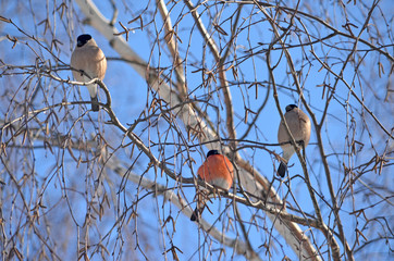 Bullfinch in the wild. Winter birds of central Russia