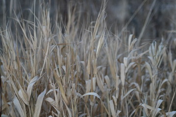 dried grass on a cold autumn day
