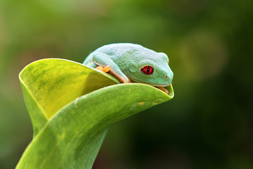 Agalychnis callidryas