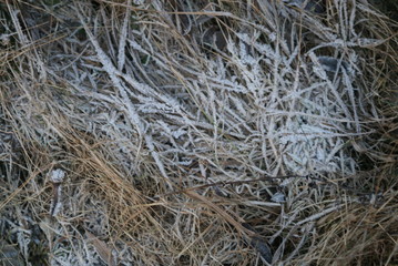 frost on the dried grass on a cold autumn day