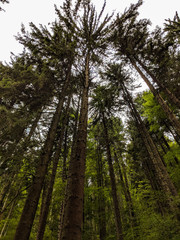 Obraz premium Tall Pine Trees in the Forest - Bucegi Reservation, Romania