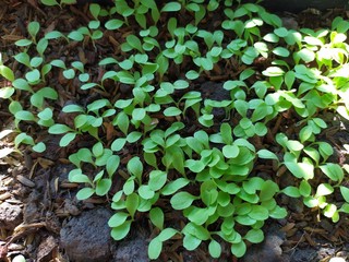 Miner lettuce organic small garden