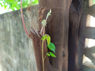 leaf soft of star fruit