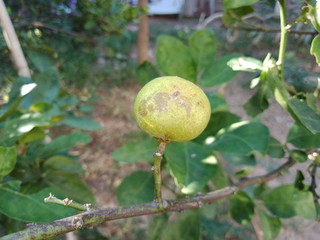 Lemon fruit is a disease.