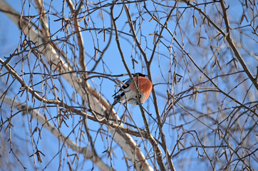 Bullfinch in the wild. Winter birds of central Russia