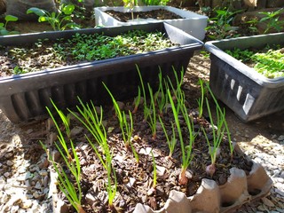 organically cultivated garlic plantation in the vegetable garden