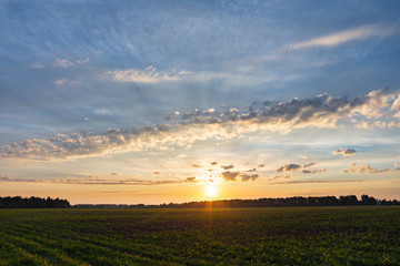 Obraz premium Dawn over a field of young corn on a summer morning. The sun's rays break through the clouds