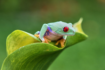 Agalychnis callidryas
