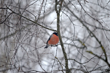 Bullfinch in the wild. Winter birds of central Russia