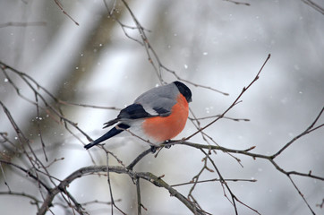 Bullfinch in the wild. Winter birds of central Russia