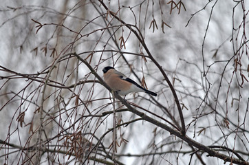 Bullfinch in the wild. Winter birds of central Russia
