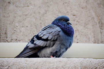 pigeon in front of the wall at Abra Dubai