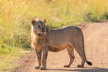 Young male lion ( Panthera Leo Leo) standing on the road, Pilanesberg National Park, South Africa.