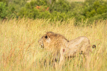Male lion ( Panthera Leo Leo) after a fight, wounded, Pilanesberg National Park, South Africa.