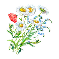 Illustration with poppy and chamomile on white background.