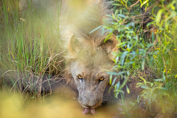Male lion ( Panthera Leo Leo) drinking water, Pilanesberg National Park, South Africa.