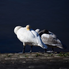 オオハクチョウの家族、成鳥、幼鳥、お昼寝、くつろぎ、ひなたぼっこ、日本、千葉県、2019年11月