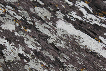 Closeup of lichen on a rock.