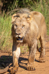 Male lion ( Panthera Leo Leo) running for other lions, Pilanesberg National Park, South Africa.