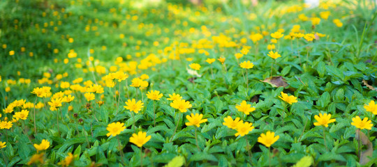 field of yellow flowers
