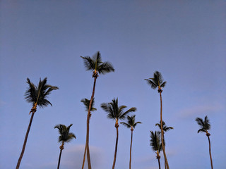 Group of palm trees at sunset